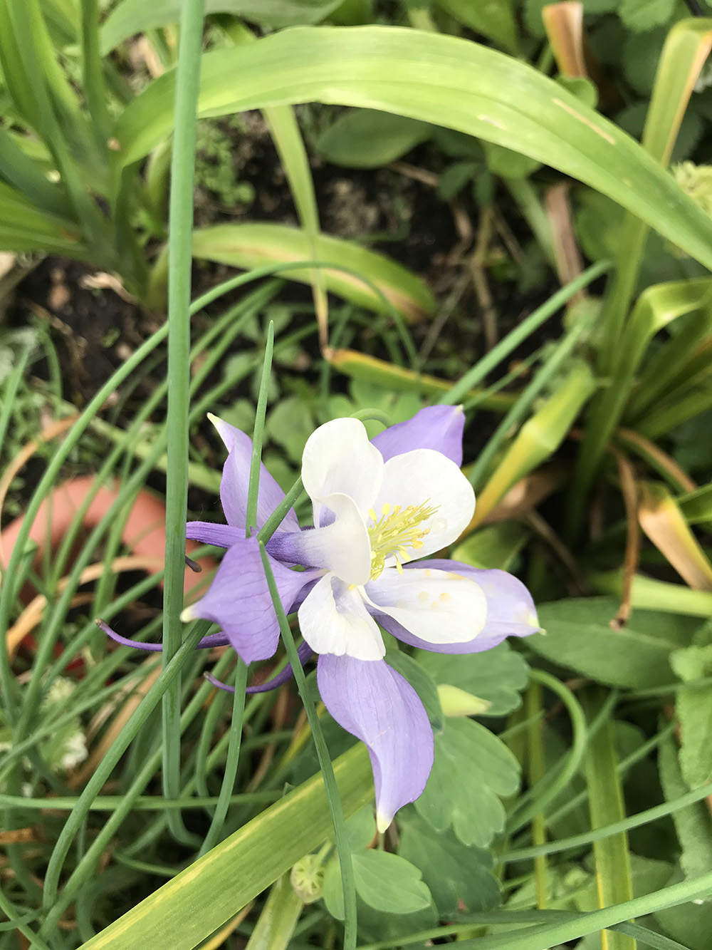 aquilegia