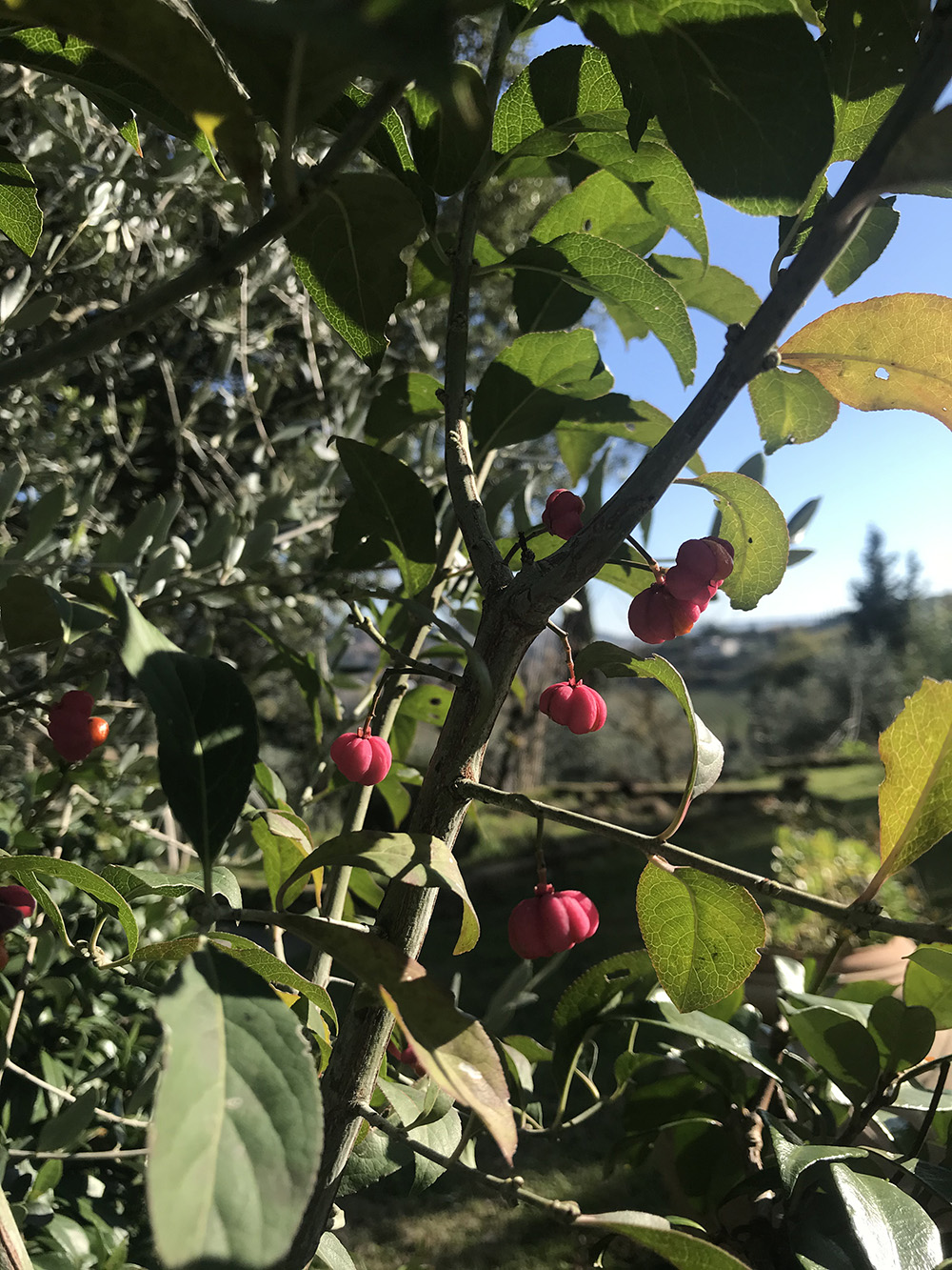 berretta di prete
