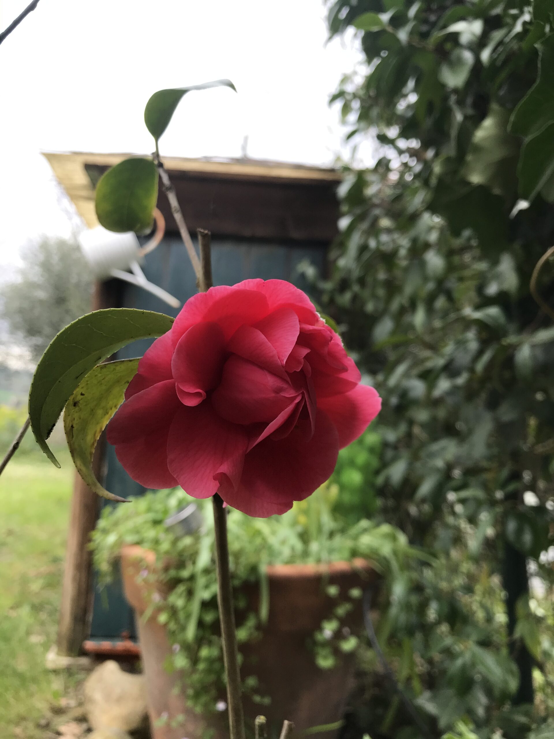 camelia