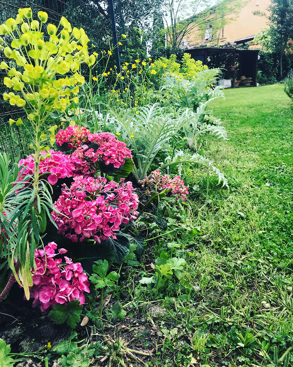 idrangea rosa