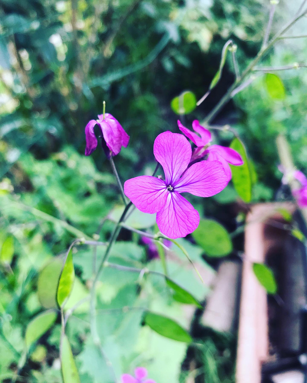 lunaria fiorita