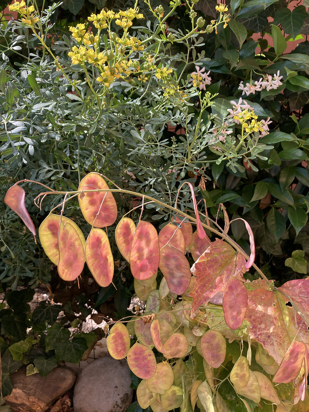 lunaria calante rossa
