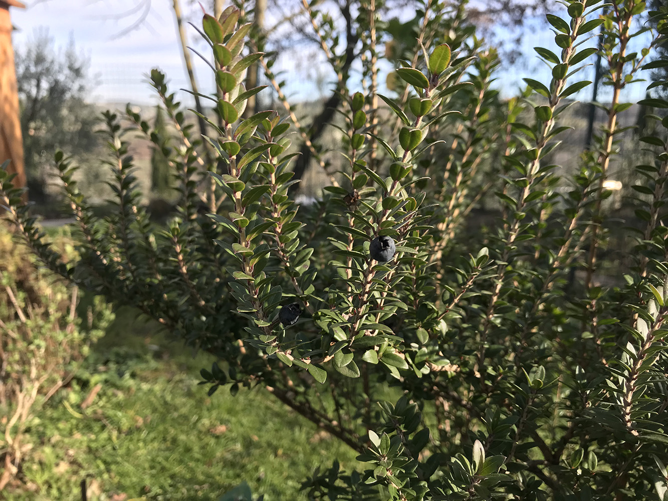 mirto