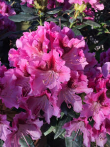 rododendro