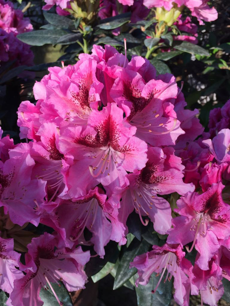 rododendro