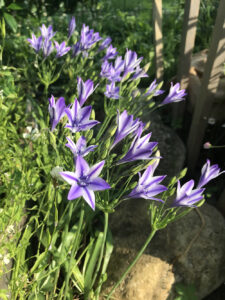 triteleia