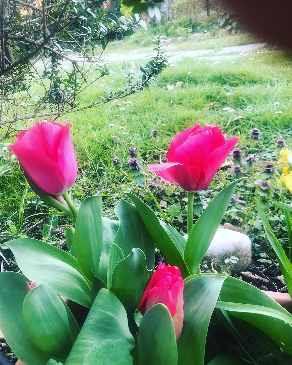 tulipano fucsia