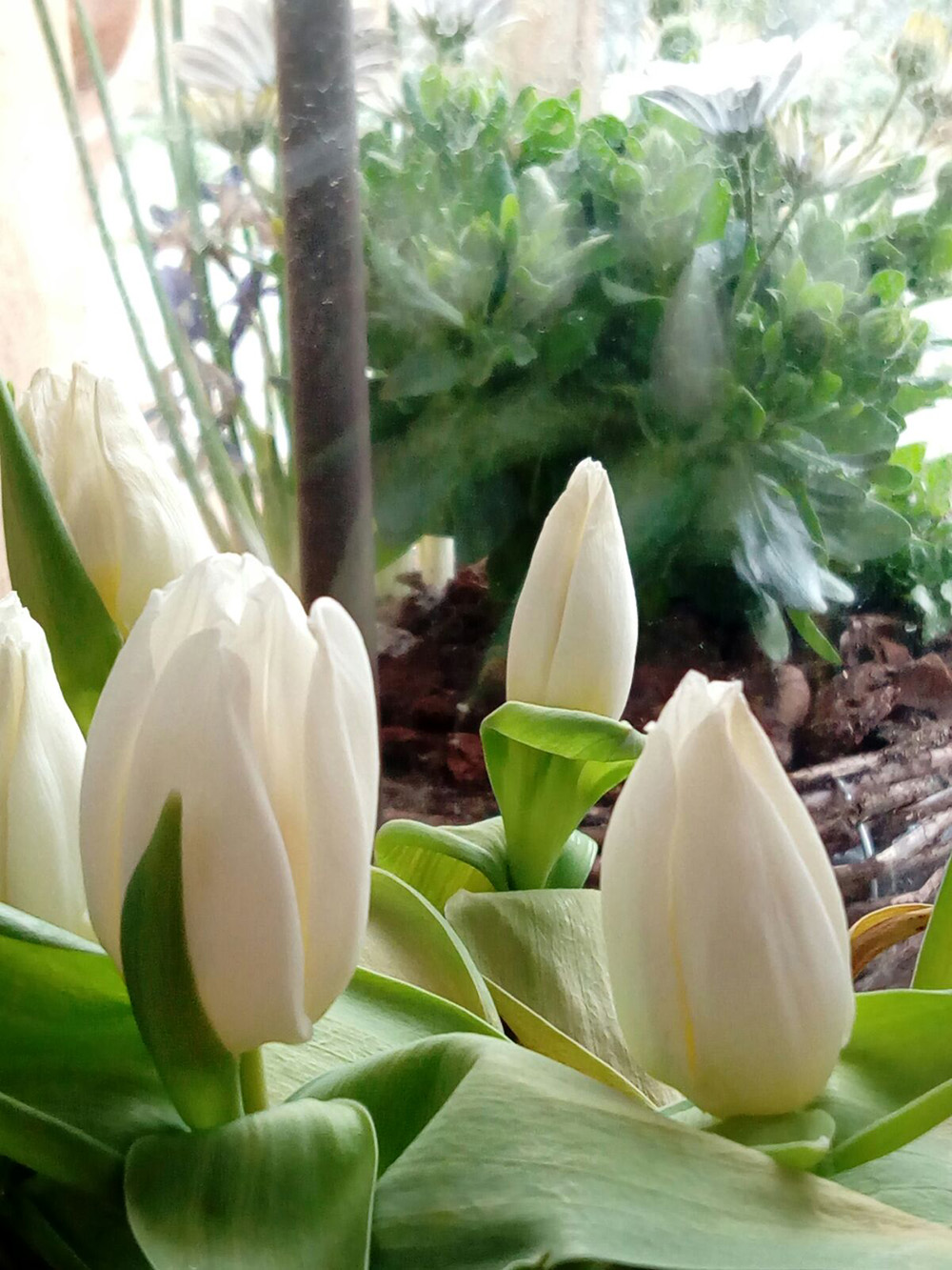 tulipano nano bianco