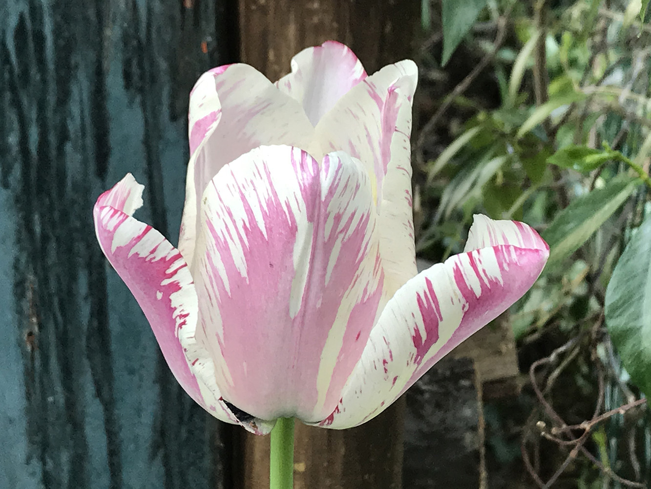 tulipano rosa