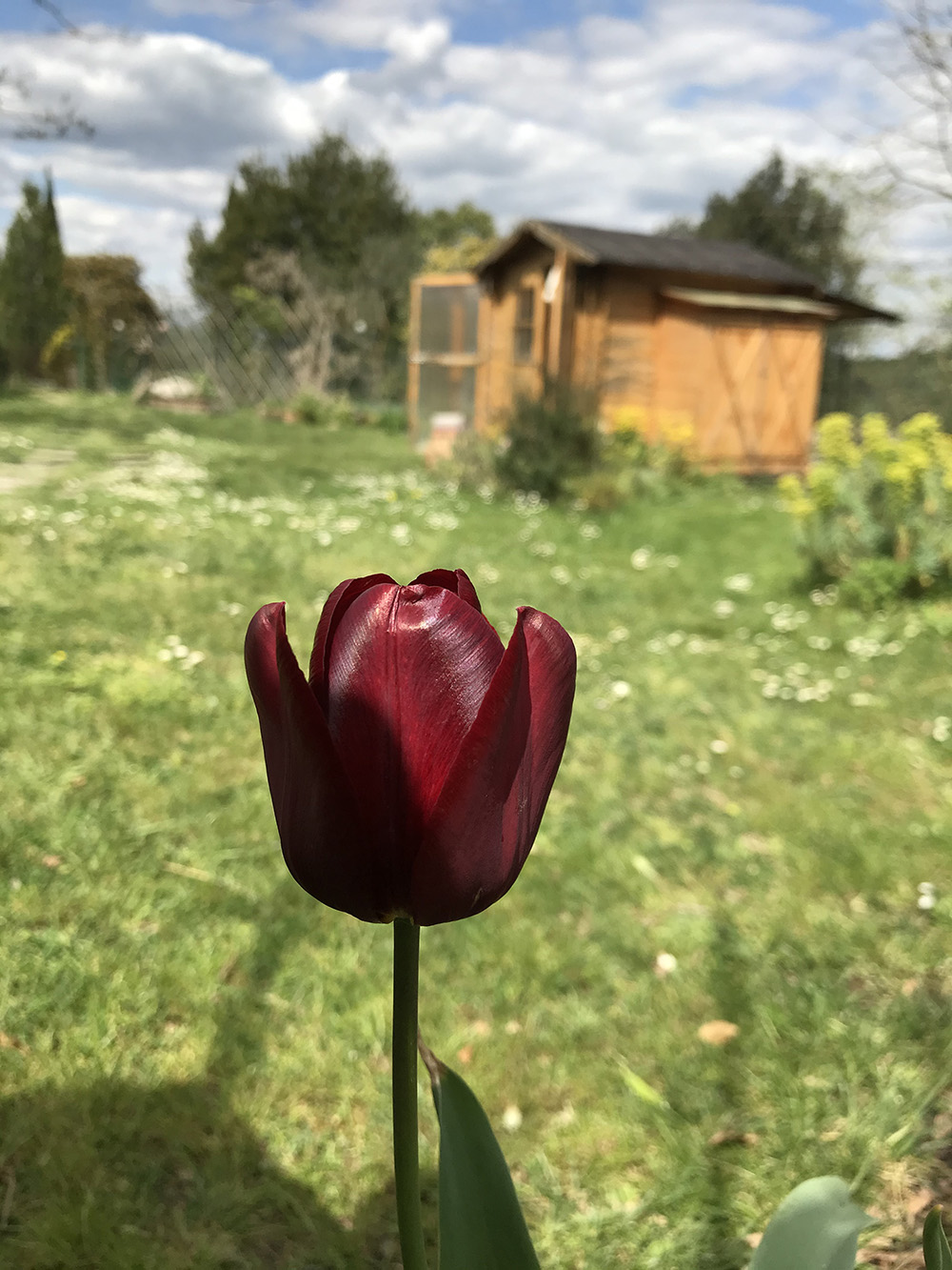 tulipano rosso